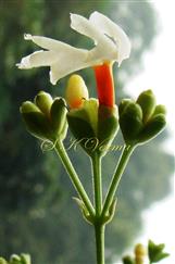  Inflorescences with trichotomous cymes